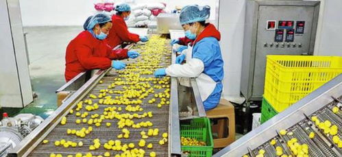 農(nóng)村創(chuàng)業(yè)新思路 三個投資小、前景好的小型加工廠項目
